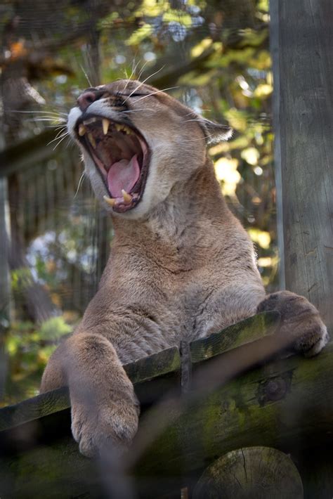 Roar Andor Yawn Cougar At The Toronto Zoo Img4887 1 Paul