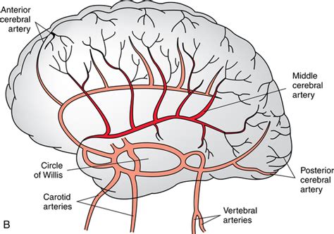 Brain Vasculature Anatomy