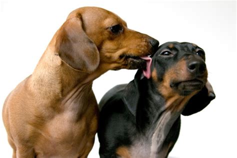 Dachshund Dogs Kissing Stock Photo Download Image Now Istock