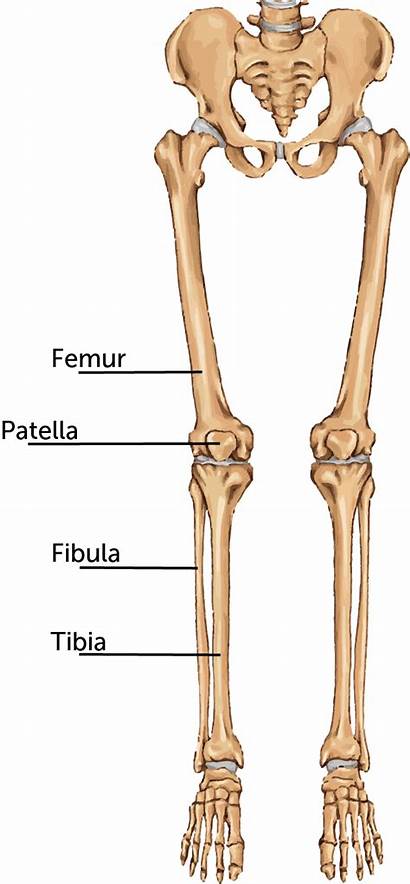 Bone Femur Skeleton Leg Broken Femoral Clipart