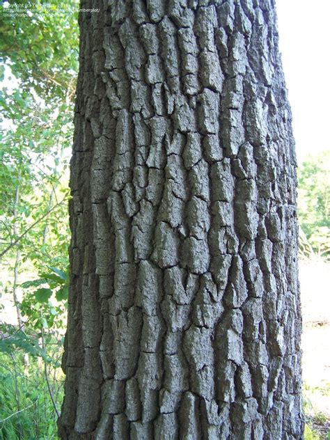 A medium growth rate indicates a tree that has a vertical growth of between it has sap bleeding, the bark has some green areas, and white spots. PlantFiles Pictures: Sour Gum, Blackgum, Tupelo ...