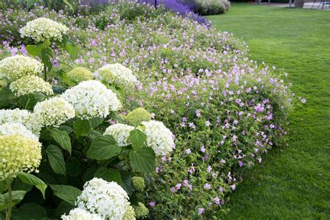 Hortensien gehören zu den beliebtesten pflanzen im garten. MODERNE MONOKULTUR - Geranium, Lavendel und Hortensien ...