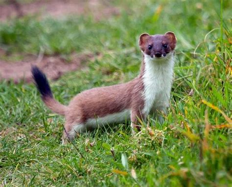 17 Best Images About Stoat Mustela Erminea Stoats Also Known As The Ermine Or Short Tailed
