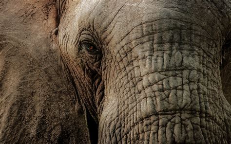 Elephant Images Free Download Pixelstalknet