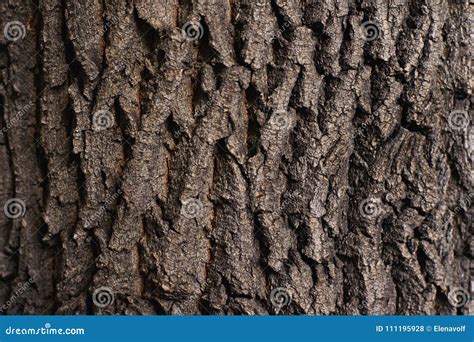 81982 Brown Rough Tree Bark Stock Photos Free And Royalty Free Stock