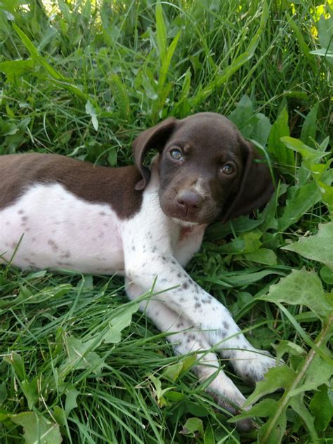German Shorthaired Pointer Puppies For Sale Osseo Mi 276954