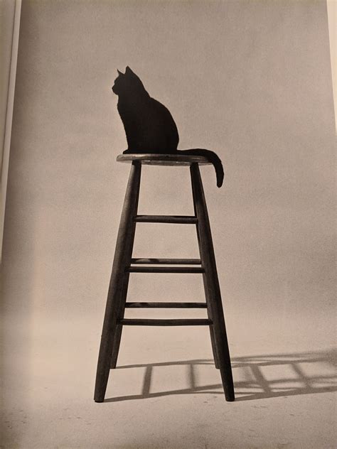 A Progression Of Things Walter Chandoha Cat Photographs