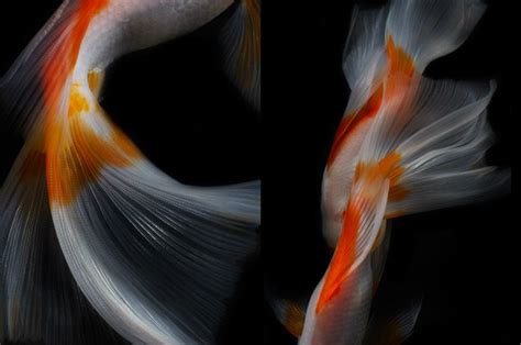 Still Life Fish Photography By Hiroshi Iwasaki Fish Photography