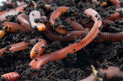 Ebay.de has been visited by 100k+ users in the past month Red Wigglers - Composting Worms | Gardener's Supply