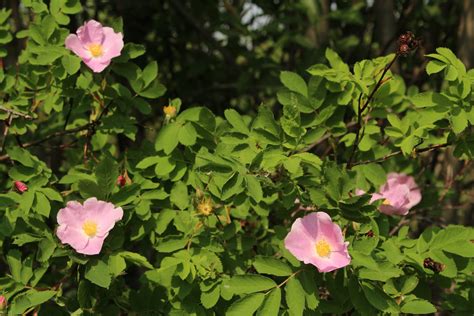 Alberta Wild Rose Pink Flower Free Stock Photo Public Domain Pictures