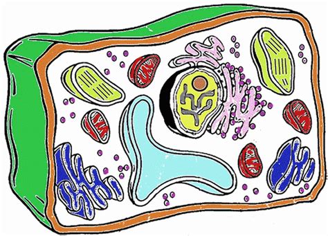 Biology corner animal cell coloring key. Plant Cell Coloring Answer Key | Plant cell, Color ...