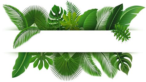Sign with text space of Tropical Leaves. Suitable for nature concept, vacation, and summer ...