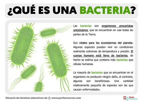 ¿qué Es Una Bacteria