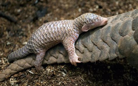 10 Baby Pangolins Who Are The Worlds Cutest Artichokes Bored Panda