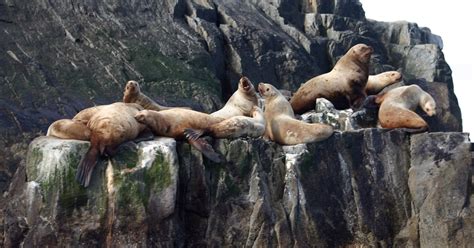 Streaming Video Records Sea Lions Lives
