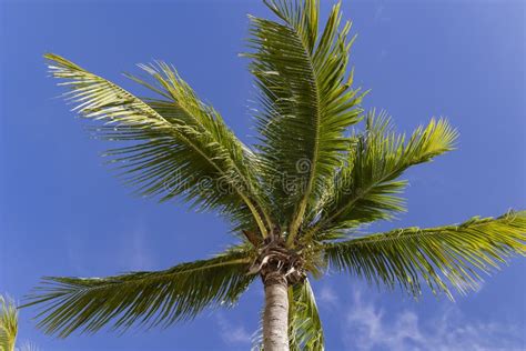 Beautiful View On Palm Tree Tops On Blue Sky Stock Image Image Of