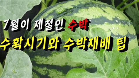 7월이 제철인 노지수박🍉🍉수박 수확시기 알아보는 방법과 수박 기르는 꿀팁 Youtube