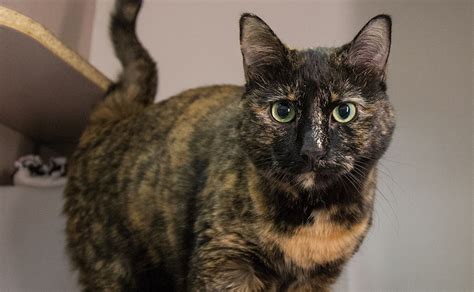 Brown torby and white (brown spotted torby and white) calico tortoiseshell with large patches of white. Dane County Humane Society | Cat Colors