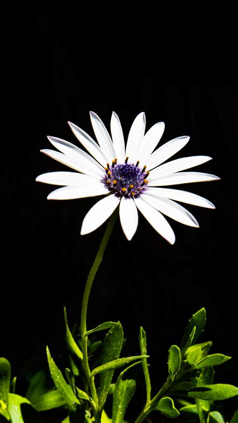 Flower White Plant Bloom Iphone Wallpaper Idrop News