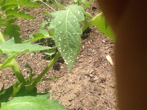Holes In Tomato Leaves In The Pests And Diseases Forum
