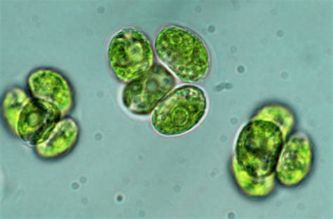 Chlorella Algae 1 Photograph By Sinclair Stammersscience Photo