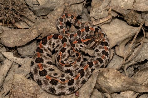 Pygmy Rattlesnake South Carolina Partners In Amphibian And Reptile