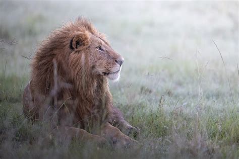 8k Free Download Lion Animal Predator King Of Beasts Wildlife Hd