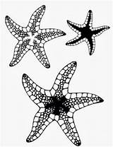 Starfish Coloring Printable Drawing Stencil Drawings Fish Sea Simple Stars Stencils Colouring Template Bestcoloringpagesforkids Sheets Beach Detailed Getdrawings Colored Pattern sketch template