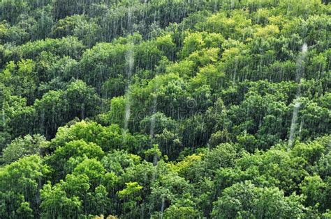Rain Forest Rainfall Stock Image Image Of Rainy Downpour 21464645