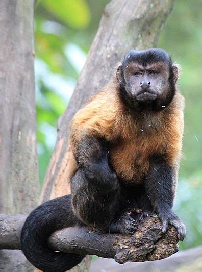 Brown Capuchin The Animal Facts Appearance Diet Habitat Behavior