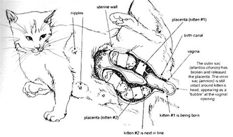Cat Giving Birth Image From The Cat Owners Home Veterinary Handbook Cats Pregnant Cat