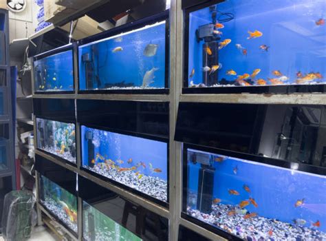 Aquarium Supplies Nautilus Tropical Fish