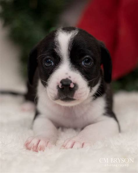 Find boston terriers for sale on oodle classifieds. Chihuahua, Terrier Mix Puppies (With images) | Terrier mix ...