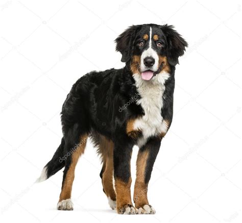 Standing Bernese Mountain Dog 6 Months Old In Front Of White B