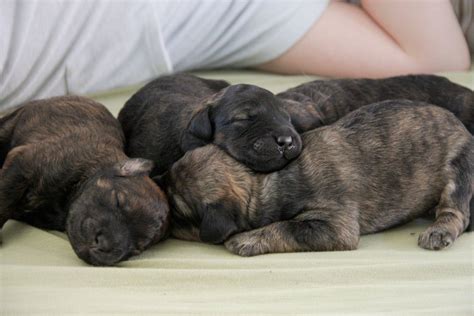 A pile of sleepy cuteness | Cute animals, Cute, Puppy love