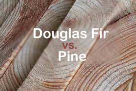 Douglas firs do not begin producing seeds until they are about 25 years old. CDX vs OSB: What Is the Difference?