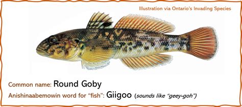 Fishing For Facts How Is The Round Goby So Successful State Of The Bay