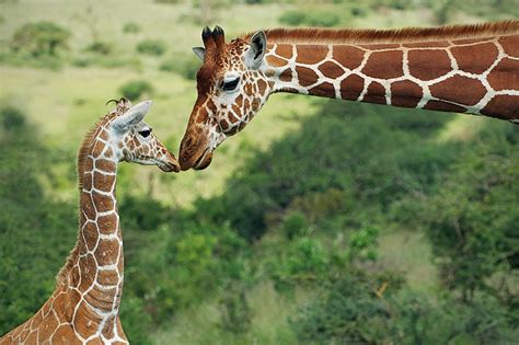 Reticulated Giraffe Mother And Baby Sean Crane Photography