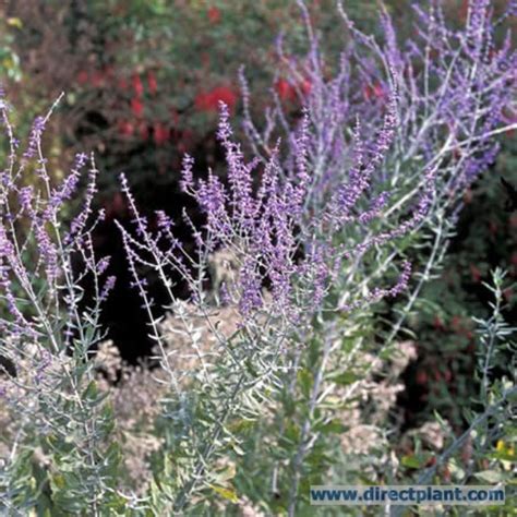 Find help and information on perovskia 'blue spire' russian sage atriplicifolia hybrida, including varieties and pruning advice. Tuingerei - Perovskia van Perovskia Atriplicifolia 'blue ...