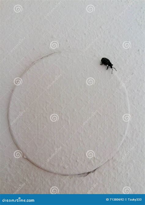 Little Black Bug On The Stock Photo Image Of Little 71380692