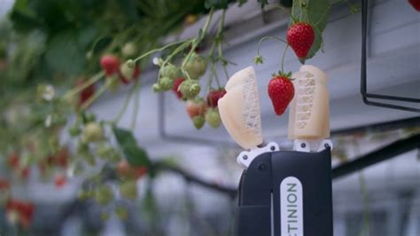 This Strawberry Picking Robot Gently Picks The Ripest Berries With Its