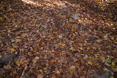 Reddish Leaves On The Forest Floor At Pewits Nest Wisconsin Image