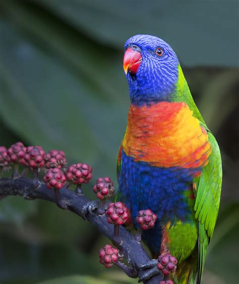 .lories, edwards lories, goldies lories, green nape lories, ornate lories, perfects lories, red lories, swainsons lories, violet neck lories, rainbow lories, red flanked lorikeet, dusky lory. Lories vs. Lorikeets - Parrot Universe