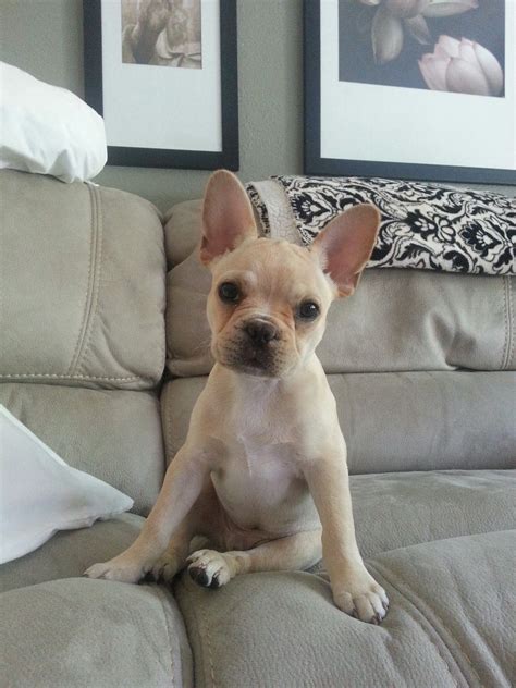 Find french bulldog puppies and dogs for adoption today! Walter J The Rescue French Bulldog #walterthefrenchbulldog ...