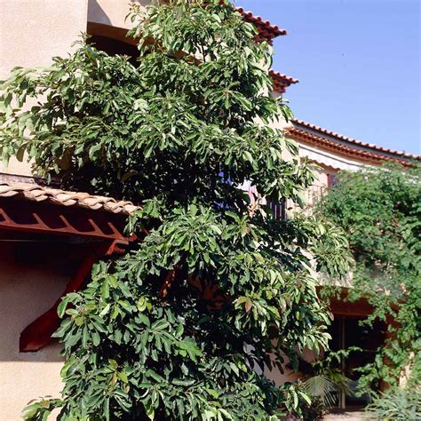 Hass Avocado Trees For Sale
