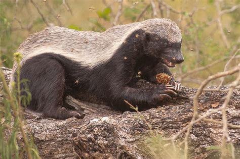 A Honey Badger After Some Honey Africa Geographic