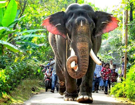 Documentalium El Elefante Más Grande Del Mundo