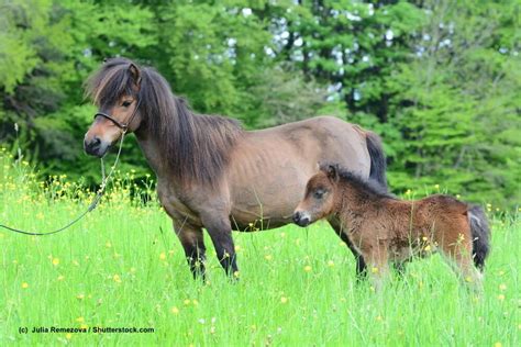 Popular content related to shetland pony & falabella. Falabella - Steckbrief mit Aussehen, Wesen und mehr ...