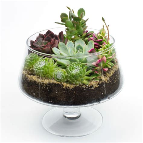 Buy diy terrarium kits for succulents & air plants, plus terrarium accessories. DIY Terrarium Kits For Succulents, Cacti & Air Plants