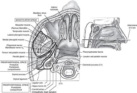 Salivary Gland Anatomy Pocket Dentistry